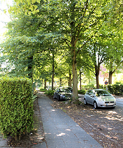 prächtige Bäume säumen die Straßen von Wellingsbüttel